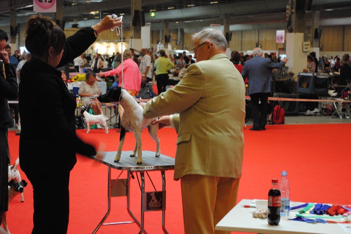 CH. Choubaka de Vallauris des astucieux - Excellent