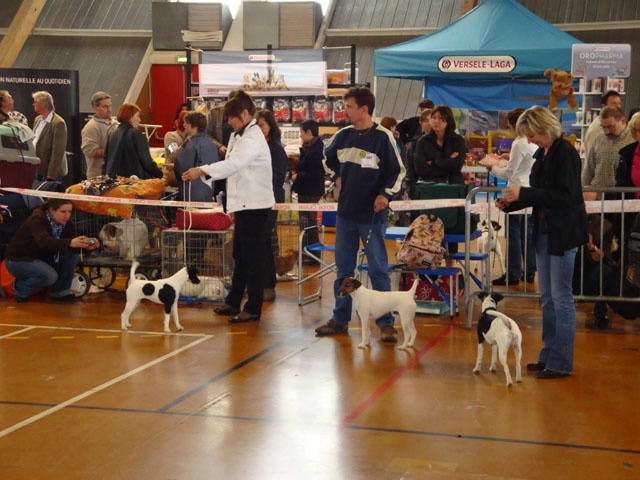 CH. Choubaka de Vallauris des astucieux - Excellent