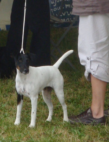 CH. Choubaka de Vallauris des astucieux - CACS