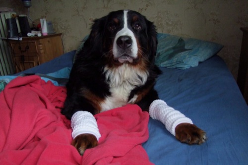 Publication : de la Vallée d'Estréelles Auteur : La vallée d'estréelles