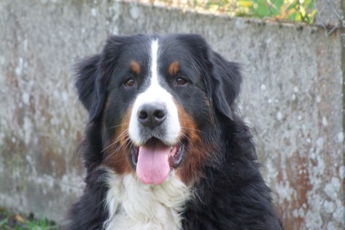 Publication : de la Vallée d'Estréelles Auteur : La vallée d'estréelles