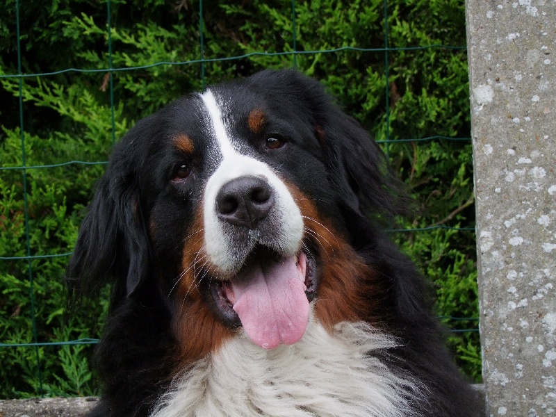 Publication : de la Vallée d'Estréelles Auteur : La vallée d'estréelles