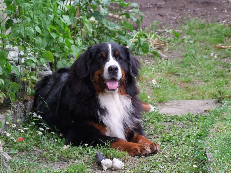 Publication : de la Vallée d'Estréelles Auteur : La vallée d'estréelles