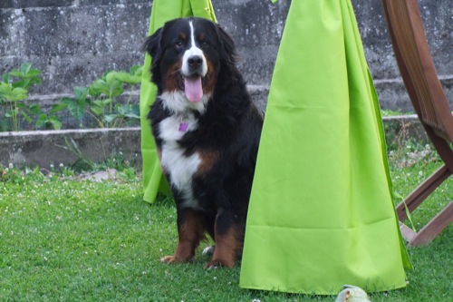 Publication : de la Vallée d'Estréelles Auteur : La vallée d'estréelles