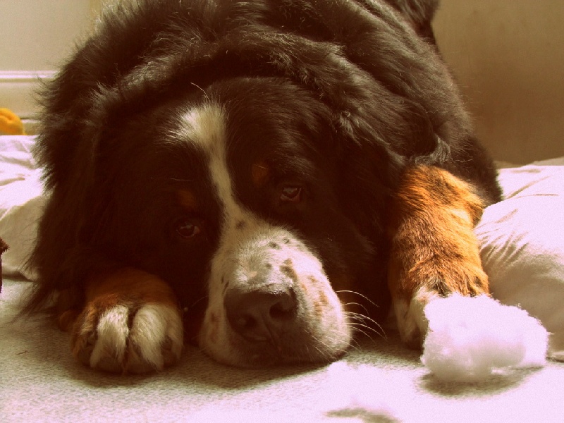 Eos de la Vallée d'Estréelles