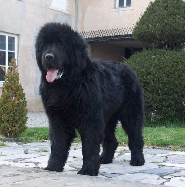 Publication : du Monteplain des Brumes Auteur : christine koeller