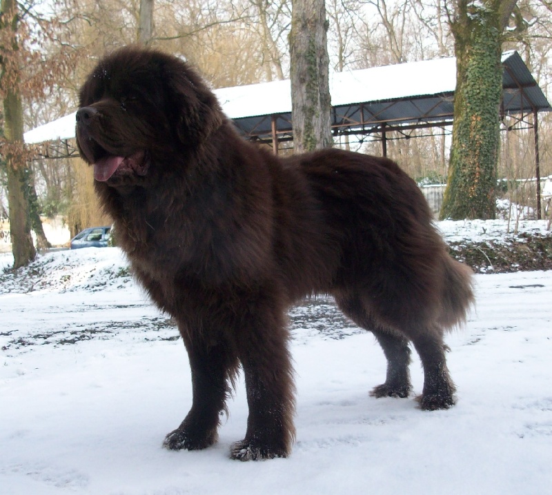 Publication : du Monteplain des Brumes Auteur : christine koeller