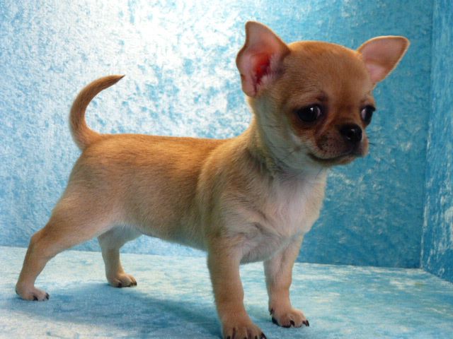 Publication : des Mille et une Patte Auteur : CABRERA STEPHANIE