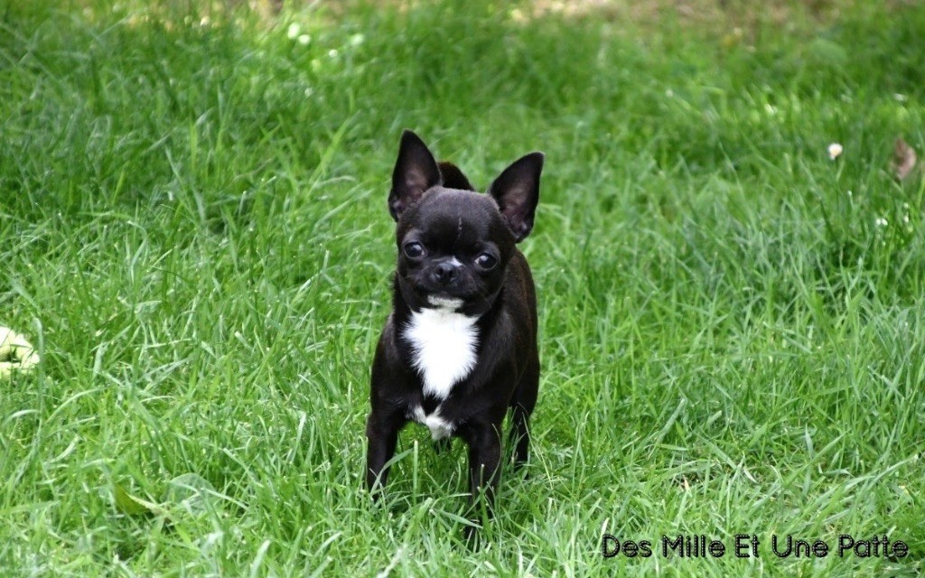 Publication : des Mille et une Patte Auteur : CABRERA STEPHANIE