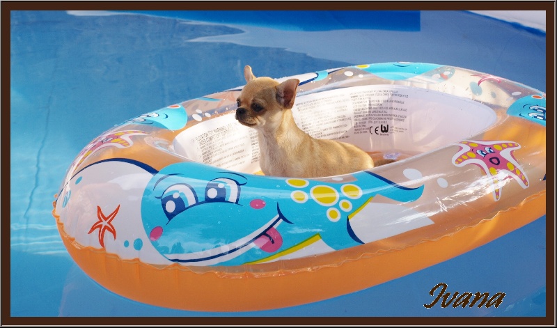 Publication : des Mille et une Patte Auteur : CABRERA STEPHANIE