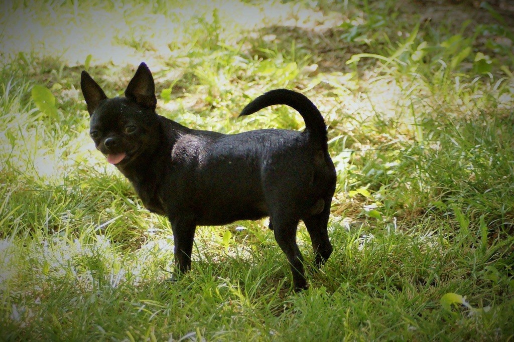 Publication : des Mille et une Patte Auteur : Cabrera Stéphanie