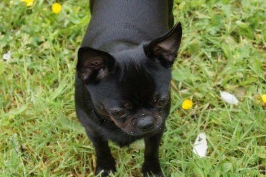 Publication : des Mille et une Patte Auteur : Cabrera Stéphanie