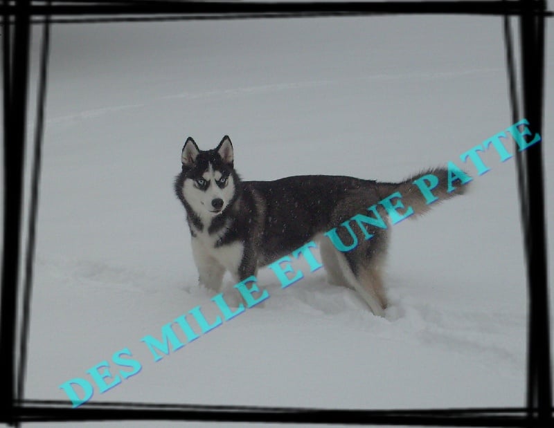 Publication : des Mille et une Patte Auteur : CABRERA STEPHANIE