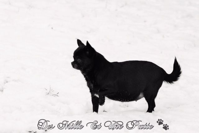 Publication : des Mille et une Patte