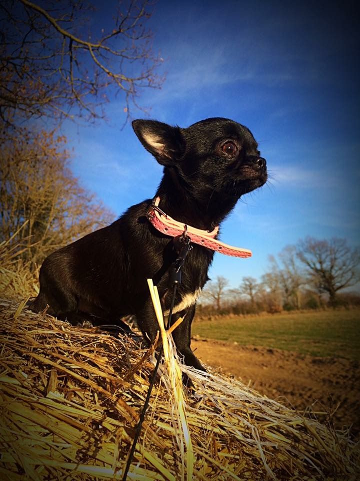 Publication : des Mille et une Patte