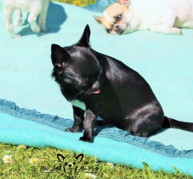 Publication : des Mille et une Patte