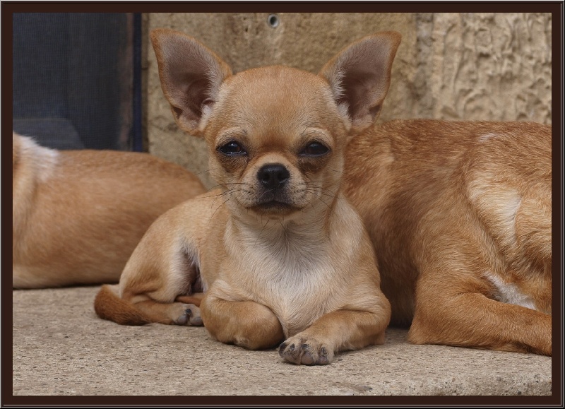 Publication : des Mille et une Patte Auteur : CABRERA STEPHANIE