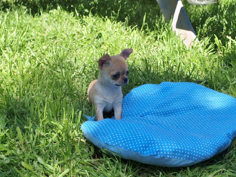 Publication : des Mille et une Patte Auteur : CABRERA STEPHANIE