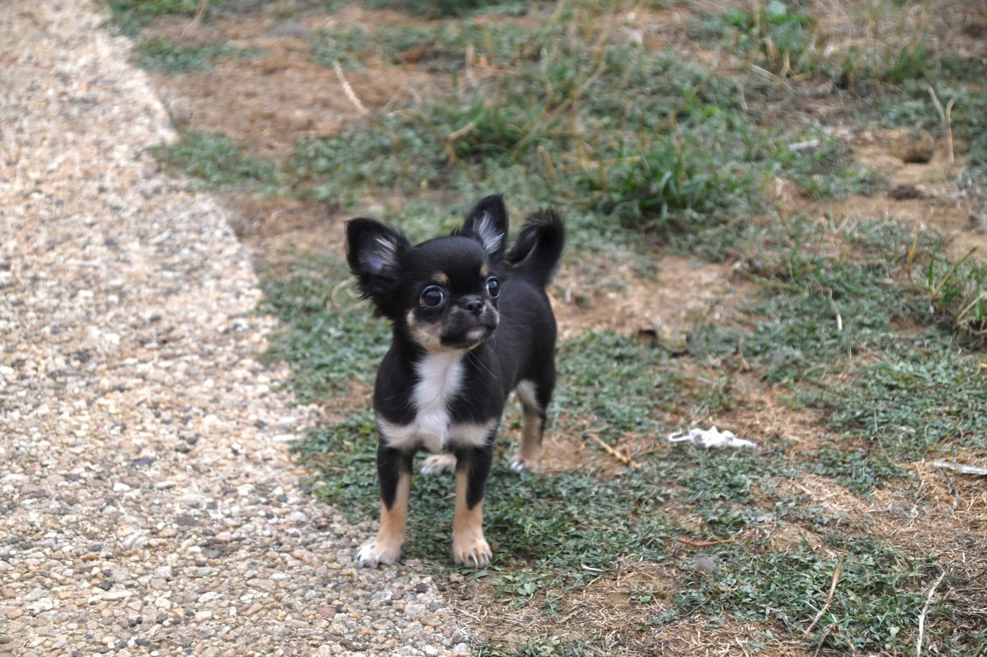 Chihuahua - des Mille et une Patte