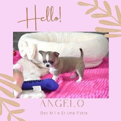 Les chiots de Chihuahua