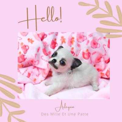 Les chiots de Chihuahua