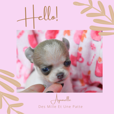 Les chiots de Chihuahua