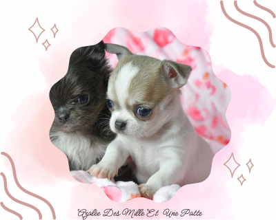 Les chiots de Chihuahua