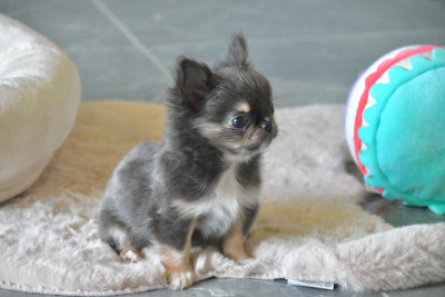 Les chiots de Chihuahua