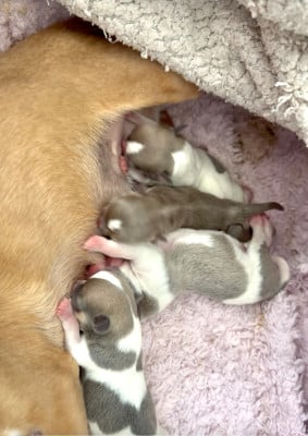 Chiot N°2 - Chihuahua