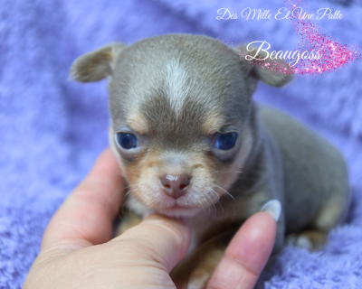 Les chiots de Chihuahua