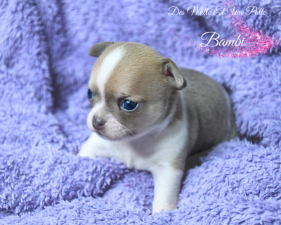 Les chiots de Chihuahua