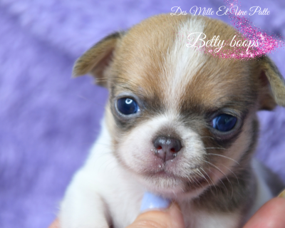 Les chiots de Chihuahua