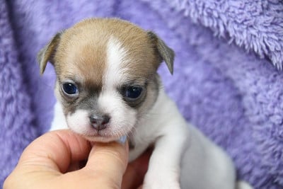 Les chiots de Chihuahua