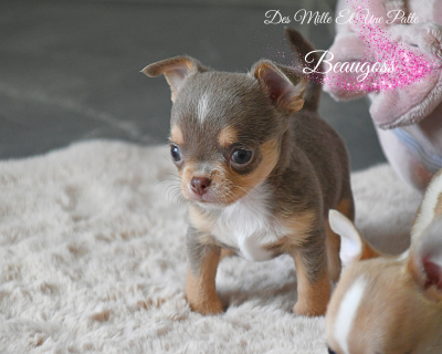 Les chiots de Chihuahua