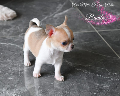 Les chiots de Chihuahua