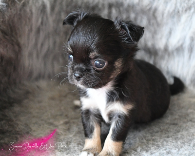 Les chiots de Chihuahua