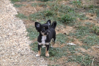 Les chiots de Chihuahua