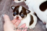 des Mille et une Patte - Chihuahua - Portée née le 19/02/2020