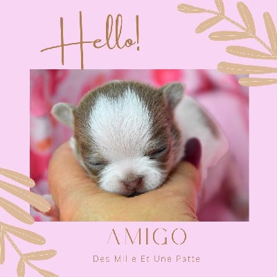 Les chiots de Chihuahua