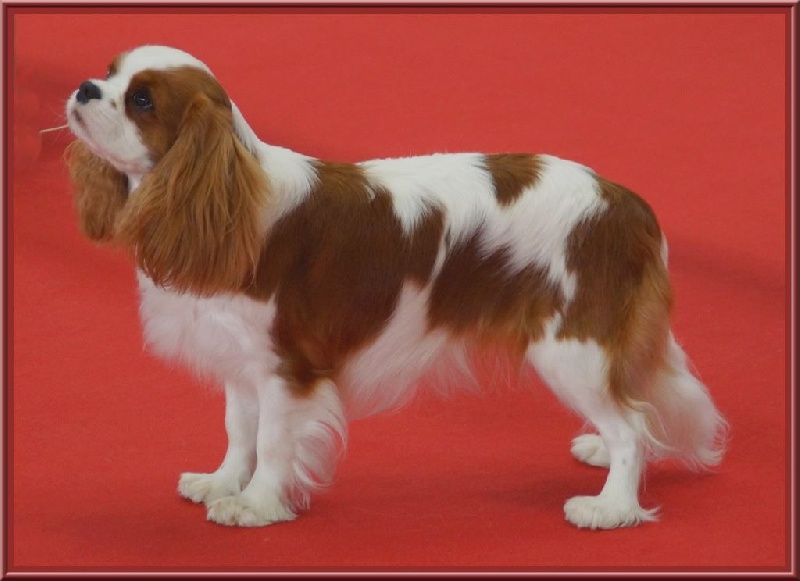 CH. Isadora duncan de Luline - 3ème Excellent