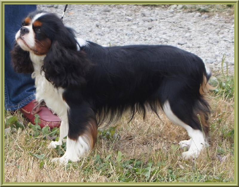 Fabulous dream de Luline - 1er Excellent