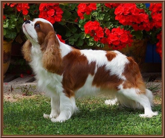 CH. Isadora duncan de Luline - 1ère Excellent; Meilleur Jeune