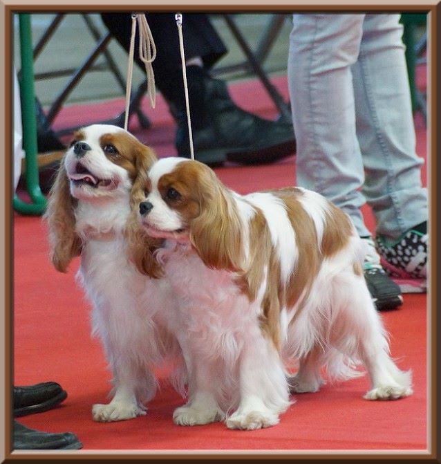 CH. Isadora duncan de Luline - 1ère Excellent - CACS - R.CACIB