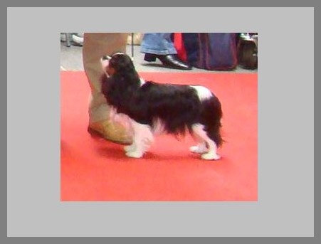 Carham Ciné star - Excellent (CO)