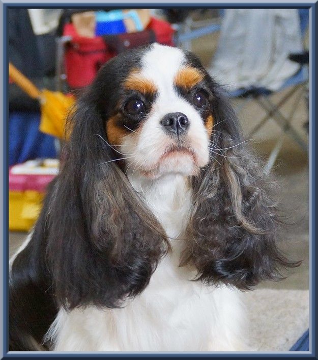 CH. Madame butterfly de Luline - 1ère Excellent - CACS