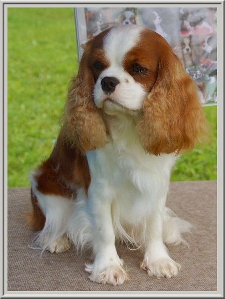 CH. Isadora duncan de Luline - 1ère Excellent; Meilleur Jeune