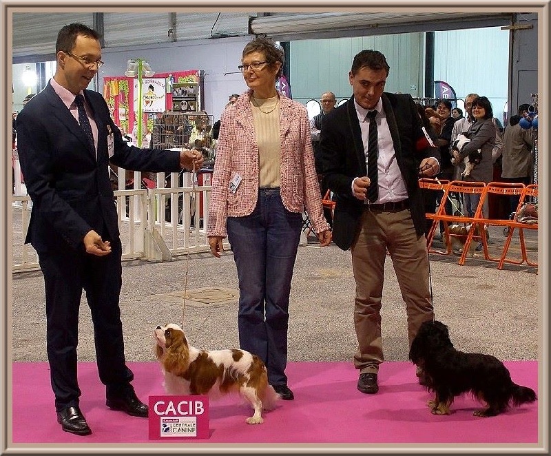 CH. Isadora duncan de Luline - 1ère Excellent; CACS et CACIB