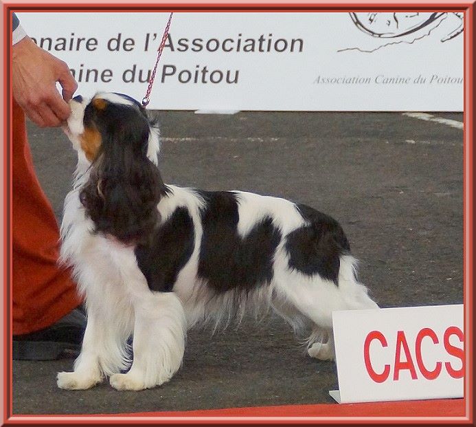 CH. Madame butterfly de Luline - 1ère Excellent - CACS