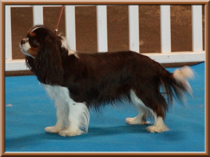 Violette verdy de Luline - 1ère Excellent ; CACS ; R-CACIB