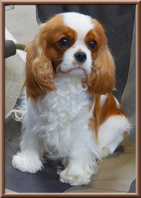 CH. Mayerling de Luline - 1ère Excellent - Meilleur Jeune et BOS